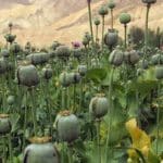 زمان کشت گیاهان مخدر پایه در ایران اعلام شد/ پیشنهاد کشت شقایق الیفرا و شاهدانه به رئیسجمهور