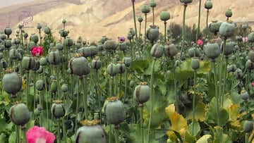 زمان کشت گیاهان مخدر پایه در ایران اعلام شد/ پیشنهاد کشت شقایق الیفرا و شاهدانه به رئیسجمهور