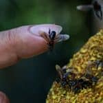 زنبورهای بینیش، نخستین حشرات دارای حقوق قانونی