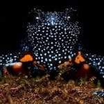 زیبایی قورباغه کار دستش داد / دلیل عجیب ناپدید شدن قورباغههای کهکشانی