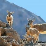 سرشماری سراسری پستانداران شاخص مازندران با رویکرد علمی