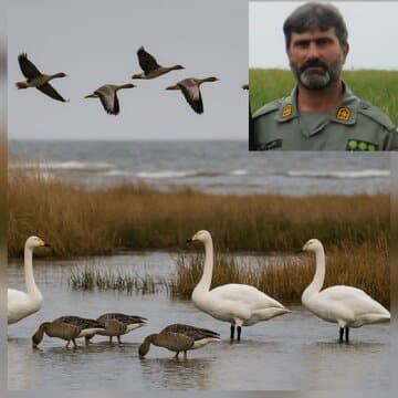 سرپرست اداره پارک ملی خشکی–دریایی بوجاق:
آغاز فصل زمستانگذرانی پرندگان در تالابهای گیلان