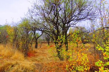 صیانت از باغستان قزوین خط قرمز شورا است