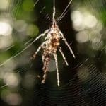 عنکبوت واقعی کدام است؟ / پاسخ شما را شگفتزده میکند