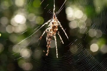 عنکبوت واقعی کدام است؟ / پاسخ شما را شگفتزده میکند