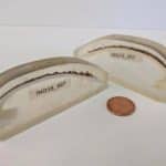 قدیمیترین جانور منفرد دنیا که ۵۰۷ سال عمر کرد