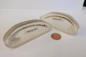 قدیمیترین جانور منفرد دنیا که ۵۰۷ سال عمر کرد