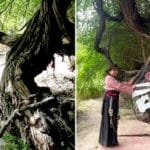 قدیمی‌ترین درخت انگور جهان/ عکس