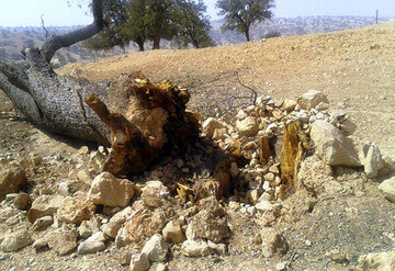 قطعکنندگان درختان در بندپی بابل/ واکنش یک مقام قضایی