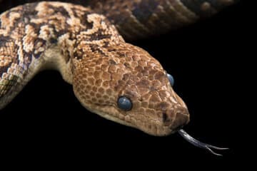 مارهای ترسناکی که مثل گرگ شکار میکنند / آنچه در غار کشف شد، جهان را شگفتزده کرد