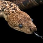 مارهای ترسناکی که مثل گرگ شکار میکنند / آنچه در غار کشف شد، جهان را شگفتزده کرد