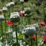 نتایج عجیب یک مطالعه‌ جدید؛ مصریان باستان هم تریاکی بودند