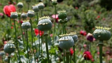 نتایج عجیب یک مطالعه‌ جدید؛ مصریان باستان هم تریاکی بودند