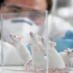 نتیجه شگفتانگیز رها کردن موشهای آزمایشگاهی در طبیعت