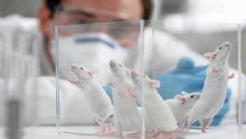 نتیجه شگفتانگیز رها کردن موشهای آزمایشگاهی در طبیعت