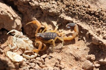 نجات جان زن ۴۵ ساله عقربگزیده در بشاگرد