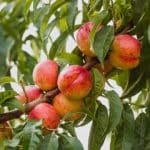 نیازی به چیدن نیست / برگ درخت زمان رسیدن میوه را نشان میدهد