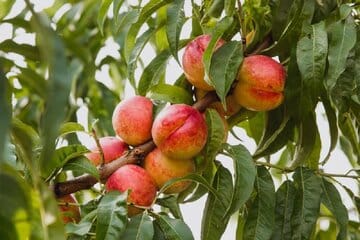 نیازی به چیدن نیست / برگ درخت زمان رسیدن میوه را نشان میدهد