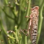 هرمزگان آماده مقابله با هجوم ملخ های صحرایی است