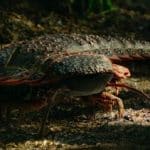 هزارپای غولپیکر ۳ متری، هیولایی به اندازه یک خودرو