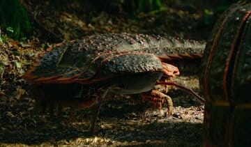 هزارپای غولپیکر ۳ متری، هیولایی به اندازه یک خودرو