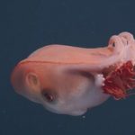 هیولای ژله‌ای اعماق دریا پیدا شد /عکس