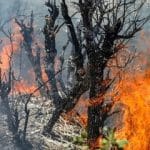 واکنش محیط‌ زیست درباره جنگل‌های الیت: هنوز درگیر آتش هستیم/ میزان خسارت درختان سوخته، حدود ۲۰ درصد است/ وسعت حریق بین ۱۵۰ تا ۱۸۰ هکتار برآورد می‌شود