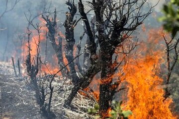 واکنش محیط زیست درباره جنگلهای الیت: هنوز درگیر آتش هستیم/ میزان خسارت درختان سوخته، حدود ۲۰ درصد است/ وسعت حریق بین ۱۵۰ تا ۱۸۰ هکتار برآورد میشود