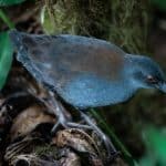 پرنده گمشده پس از ۲۰۰ سال به گالاپاگوس برگشت