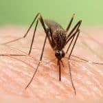 پلمب ۴ کارگاه ساختمانی بندرعباس در راستای کنترل بیماری تب دِنگی