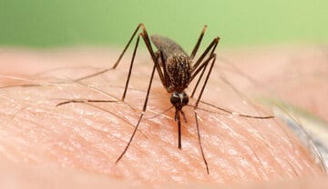 پلمب ۴ کارگاه ساختمانی بندرعباس در راستای کنترل بیماری تب دِنگی