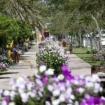 کاشت میلیون ها گل زیبای فصلی برای استقبال شایسته از گردشگران نوروزی کیش