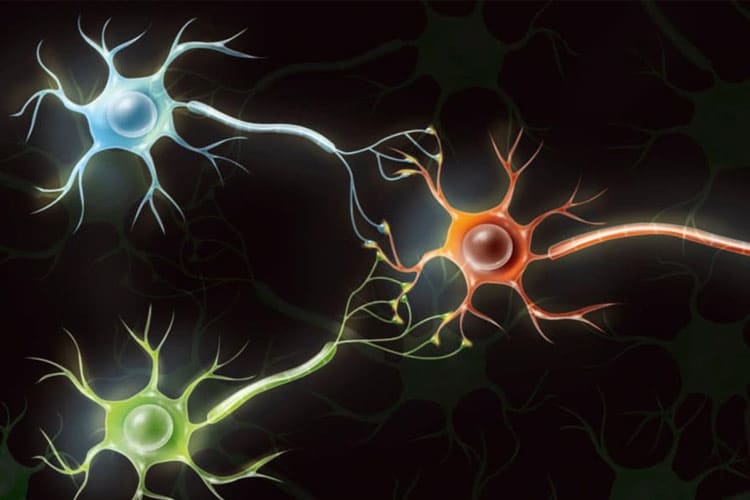 کامپیوترهای بیولوژیکی: تبدیل سلولهای مغزی انسان به کامپیوترهای کاربردی