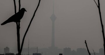 کاهش محسوس جمعیت گنجشکها در تهران/ پرندگان مهاجر تهران را دور میزنند