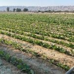 کشت تنباکو در ۱۵۰ هکتار اراضی کشاورزی شهرستان پارسیان آغاز شد