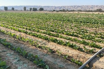 کشت تنباکو در ۱۵۰ هکتار اراضی کشاورزی شهرستان پارسیان آغاز شد