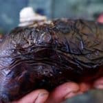 یارانه تریاک چقدر است؟/ مصرف‌کنندگان تریاک هم یارانه سنگین می‌گیرند