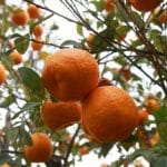 برداشت مرغوبترین نارنگی کشور از باغهای هرمزگان آغاز شد