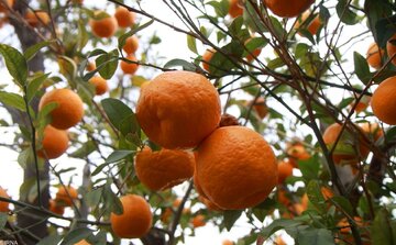 برداشت مرغوبترین نارنگی کشور از باغهای هرمزگان آغاز شد