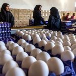 تغییر قیمت تخممرغ روزانه شد/ هر شانه تخممرغ چه قیمتی پیدا کرد؟