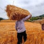 دستور مهم پزشکیان درباره قیمت گندم