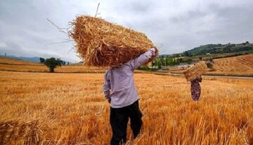 دستور مهم پزشکیان درباره قیمت گندم