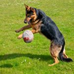 رازهای شگفتانگیز رفتار حیوانات خانگی