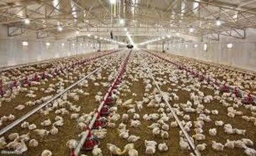 رشد ۴ درصدی جوجهریزی در مازندران