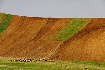 قربانی خاموش تبدیل مراتع به زمینهای کشاورزی