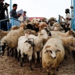 قیمت جدید دام زنده امروز ۹ بهمن ۱۴۰۴/ قیمت گوسفند و گوساله چه تغییری کرد؟ + جدول