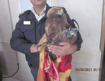 کشف یک عقاب در منزل مسکونی