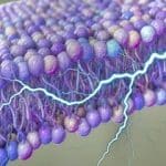 کشف یک منبع پنهان انرژی در بدن انسان