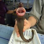 «کوسه کلوچهبر» پرگاری بیرحم، در اعماق دریا!/ راز سوراخهای دایرهای روی بدن نهنگها فاش شد