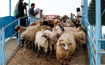 گوشت قرمز، کالای لوکس شد؟/ این قیمتهای عجیب از گوشت قرمز را ببینید/ منتظر ورود دام پاکستانی باشید!